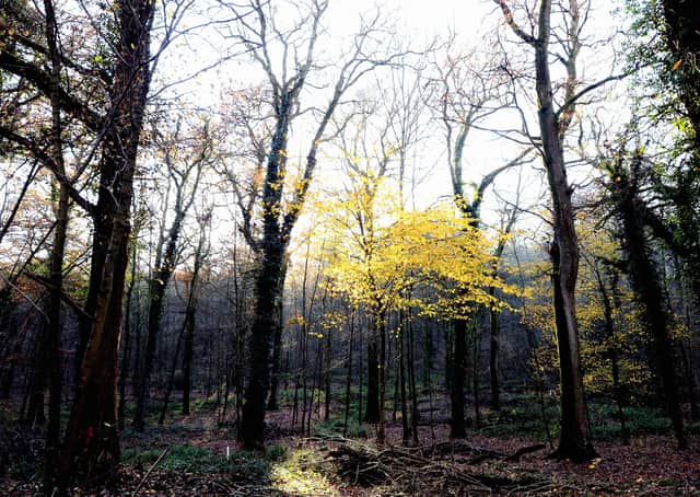 A West Sussex tree plan has been put together