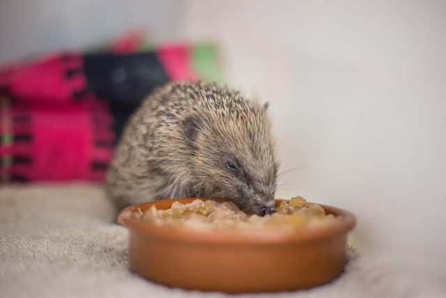 Brent Lodge is expecting to take in over 200 hedgehogs over the festive period
