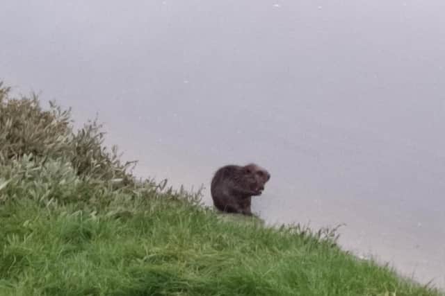 A beaver has been spotted in the River Adur. Picture: The Doggy Butler