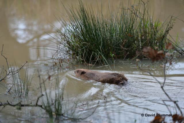 The Knepp beaver. Photo: David Plummer