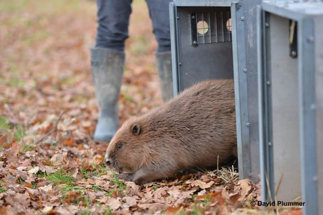 Knepp beaver