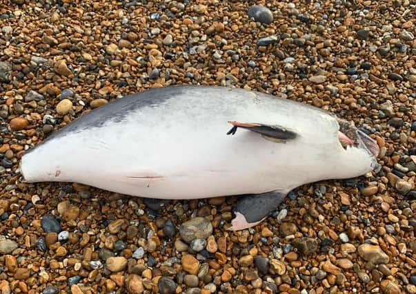 One of the two porpoises found washed up on the beach in Cooden. Picture by Ashley Woollard SUS-201112-162408001