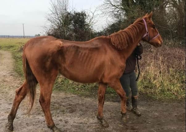 One of the horses. Photo: RSPCA