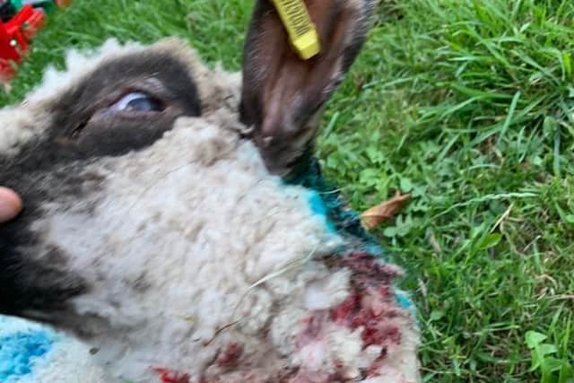 One sheep was brutally killed, while two others were left injured. Picture: Lewes District Council