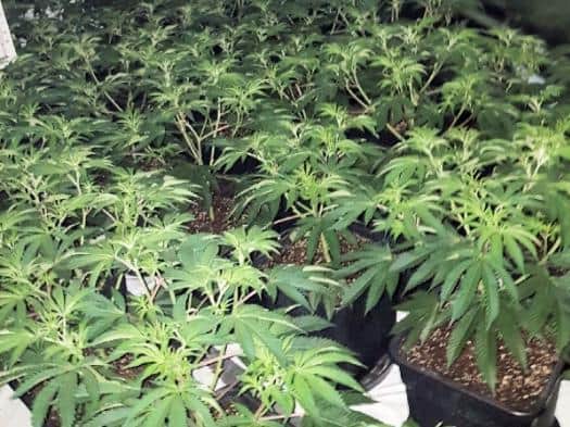 'Approximately 200 cannabis plants' of 'various stages of growth' were seized and destroyed. Photo: Sussex Police