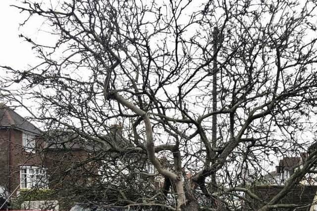 A fallen tree in Westland Avenue, Worthing