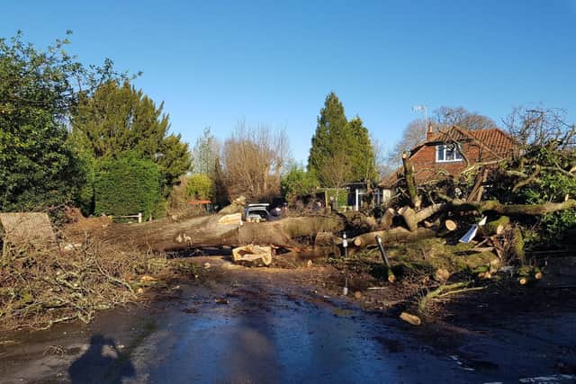 The fallen tree. Photo: Horsham Police