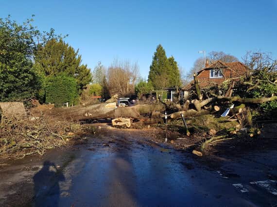 The fallen tree. Photo: Horsham Police