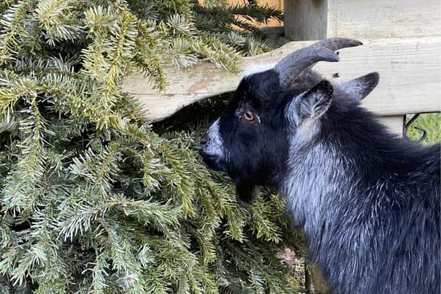 One of the goats at the Onslow Arms, Loxwood, enjoying his Christmas tree treat