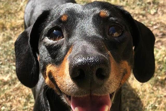 Spencer the miniature dachshund crowned most photogenic pup in West Sussex