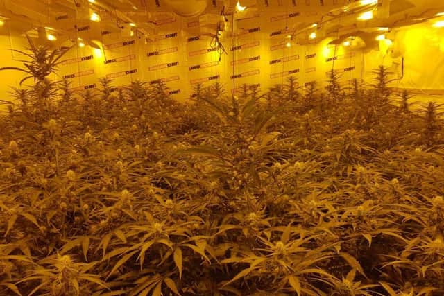 Police discovered hundreds of cannabis plants