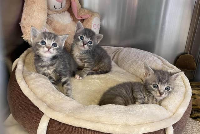 Three kittens which were rescued as newborns by the Cat and Rabbit Rescue Centre and nursed back to health by staff