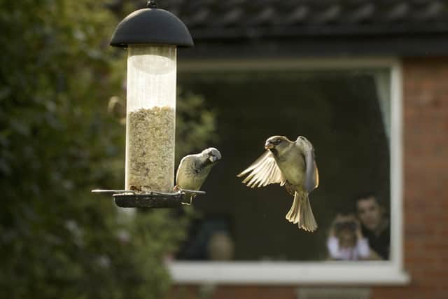 House sparrows Passer domesticus, on seed feeder with family watching SUS-211101-105453001