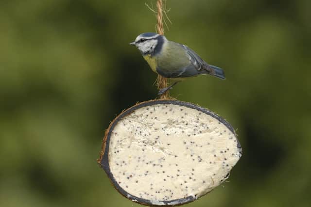 Blue tit Parus caeruleus, on RSPB coconut treat feeder. SUS-211101-113615001