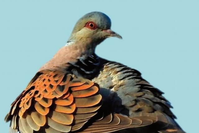 The new book giving details of the birdlife in Henfield during 2019 SUS-210118-144333001