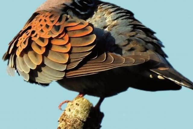 The new book giving details of the birdlife in Henfield during 2019 SUS-210118-144333001