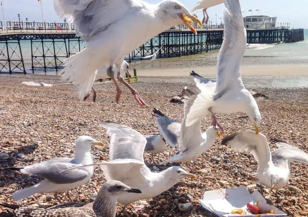 Did one of these seagulls steal Katherine's doughnut?
Shutterstock image.