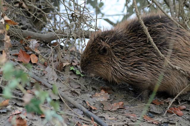 Bramber eating an apple.Photo: Penny Green