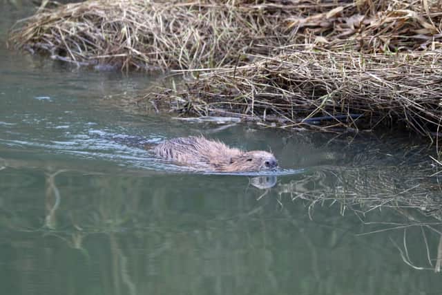 Bramber swimming in the RiverAdur. Photo: Dave Green
