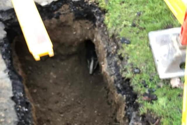 Gas company workers discovered the badger on Thursday SUS-210126-100754001
