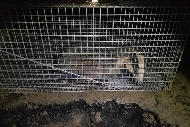 The badger in the trap after being removed from the hole SUS-210126-100804001