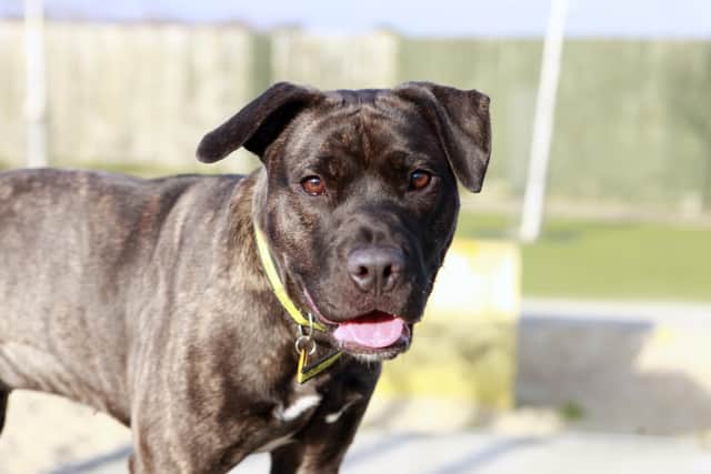 Luna is a young female cane corso Staffordshire cross, full of excitable energy, but has a sensitive side, too