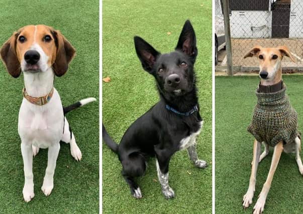 Perri, Logan and Daisy are among the dogs needing a home. Photo: Clymping Dog Sanctuary
