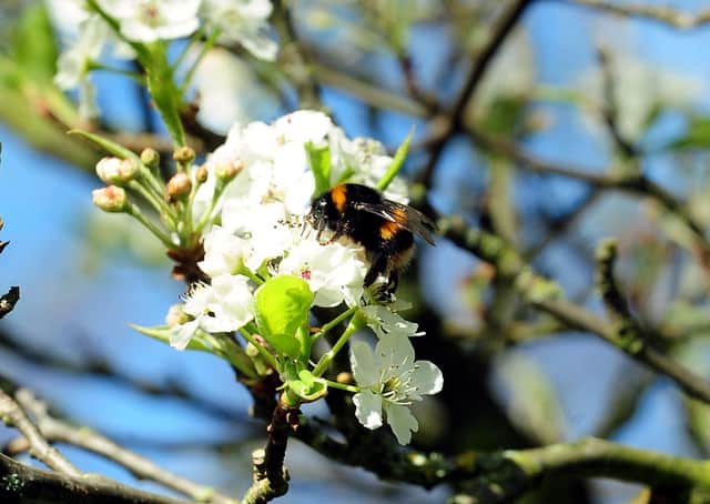 A bee makes the most of the plentiful blossom in Hotham Park