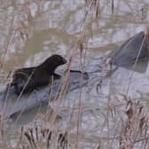 Mink spotted in a pond off the River Arun at Pulborough.  Photo: Roger Smith