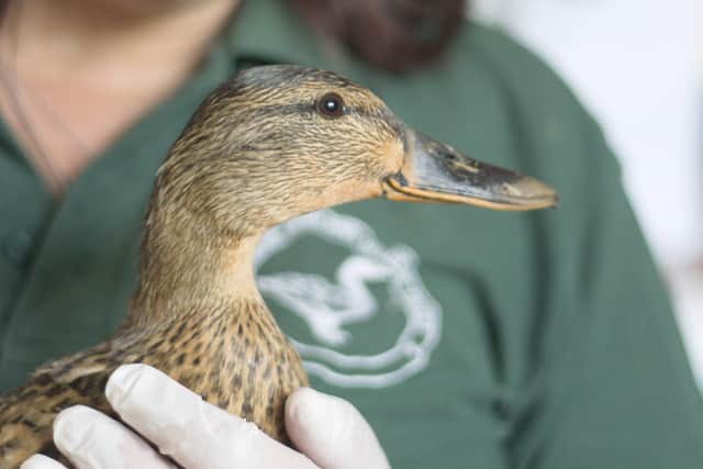 A duck in the care of Brent Lodge Wildlife Hospital