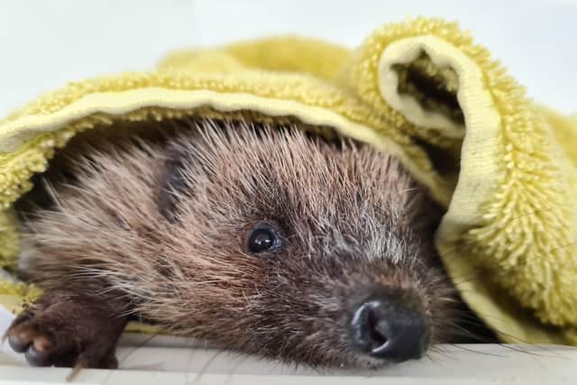 A hedgehog in the care of Brent Lodge Wildlife Hospital