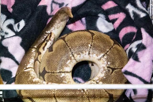 RSPCA officers rescued a 4ft Royal Python which was found in a tied up black sack on a footpath in St Leonards-on-Sea