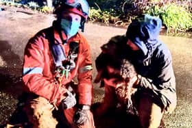 Fire crews rescued a dog from a quarry in Storrington