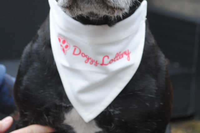 DoggyLottery has been launched by a pair of cousins hoping to raise funds for rescue centres. Pictured: Lee Brown's Staffordshire bull terrier Milo