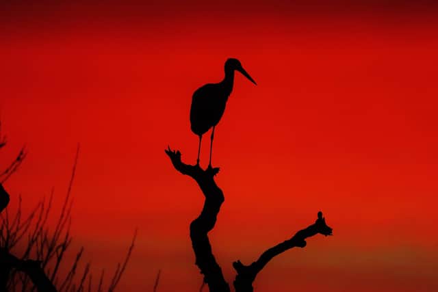 Storks at the Knepp Estate at sunset. Photo: Ryan Greaves
