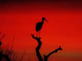 Storks at the Knepp Estate at sunset. Photo: Ryan Greaves
