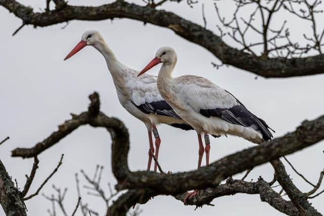 Storks at the Knepp Estate: Photo: Kevin Harwood
