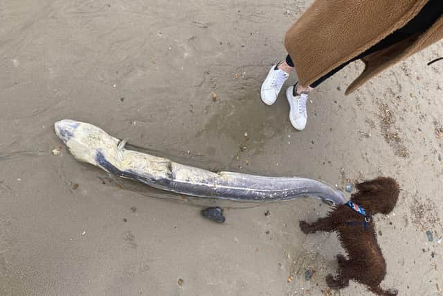 The enormous conger eel discovered by Holly Asargiotakis SUS-210223-105445001