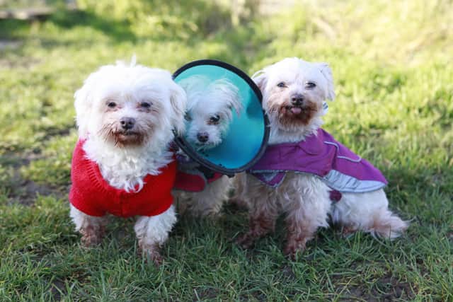 Dogs Trust Shoreham is looking for a retirement home for Maltese trio Bonnie, Sophie and Buffy