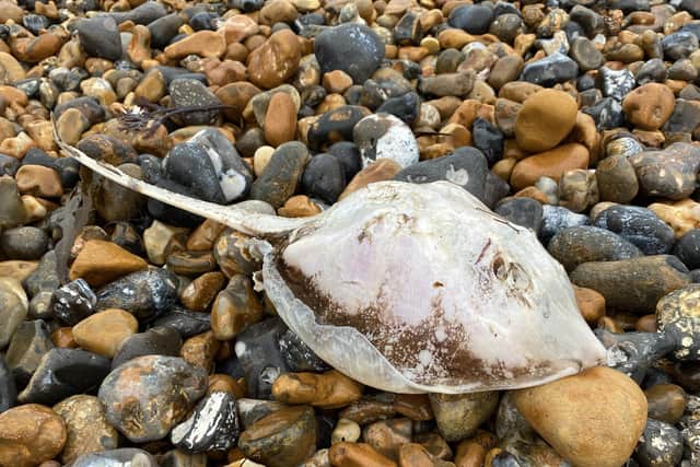Mr Durrant also came across several other dead sea creatures on the shore. Photo: Richard Durrant