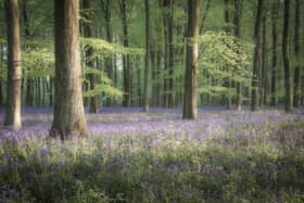 Springtime Blues, Jamie Fielding’s winning picture, taken in the woods near his home in Angmering