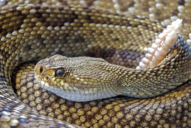 A rattlesnake is another 'pet' being kept in Sussex