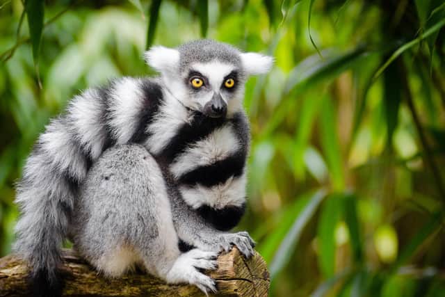 23 primates including Black and white ruffed lemurs, Red-bellied lemurs, Mongoose lemurs and a Red-fronted brown lemur are being kept in Sussex