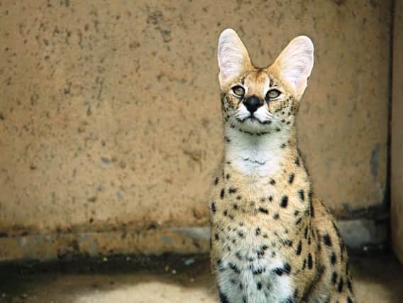 A serval cat is being kept in Sussex as a pet