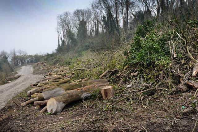 Trees in Eastbourne being felled on the land behind Pashley Down school. SUS-210203-120340001