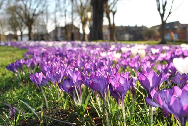 Purple crocuses in New Park Road, Chichester, which were planted 10 years ago as part of Rotary's End Polio Now campaign