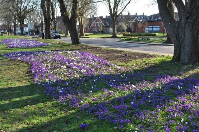 Purple crocuses in New Park Road, Chichester, which were planted 10 years ago as part of Rotary's End Polio Now campaign