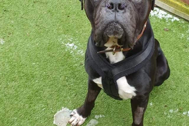 Bruce is being looked after by the RSPCA but needs a new home