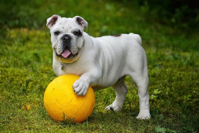 A special area for dogs to run off the lead - a hound ground -has opened at Tilgate Park