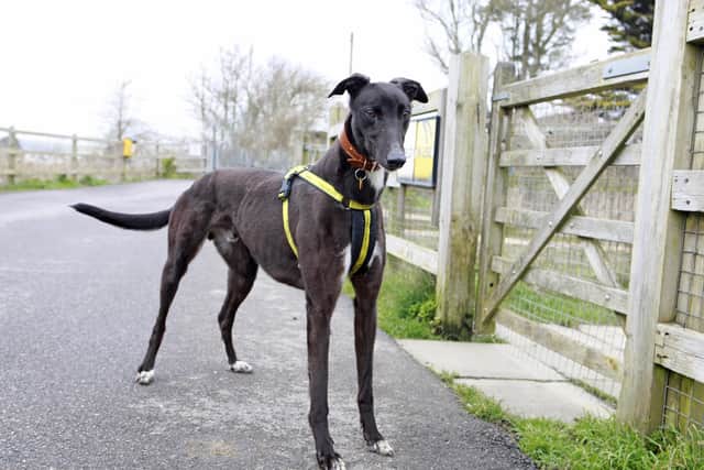 Staff at Dogs Trust Shoreham say George is adorable and although a little timid when you first meet him, he can quickly be won round with a patient and gentle approach